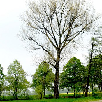 Topol v Hostovicích