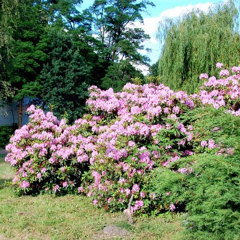 Rododendrony v parku