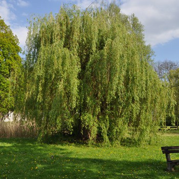 Vrba v Tyršových sadech